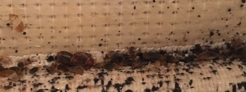 Poudre insecticide pour punaises de lit et insectes rampants BED